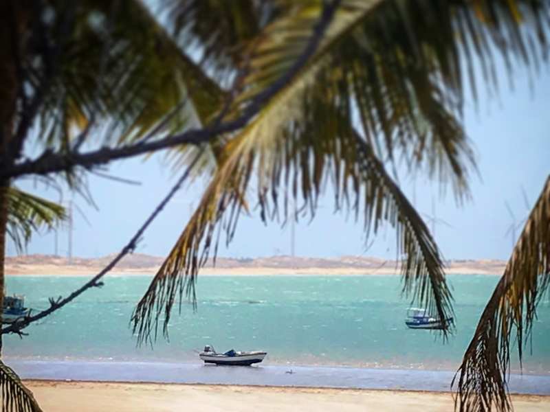 Duas palmeiras inclinadas sobre a areia em Icaraizinho com fileira de turbinas eólicas visível ao fundo sob céu azul
